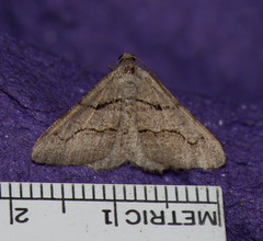 Digrammia imparilata