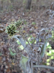 Verbesina alternifolia