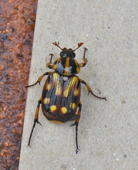 Stripsipher orientalis