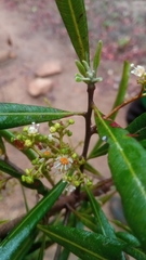 Filicium longifolium