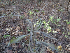 Verbesina alternifolia