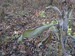 Verbesina alternifolia