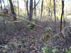 Verbesina alternifolia