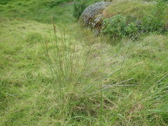 Juncus procerus