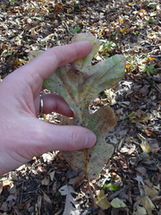 Quercus