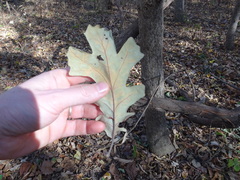 Quercus