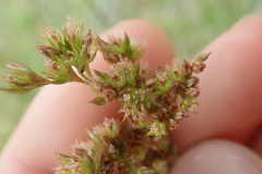 Juncus procerus