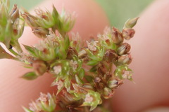 Juncus procerus