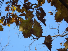 Quercus