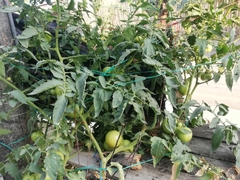 Solanum lycopersicum