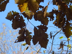 Quercus
