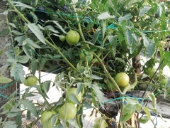 Solanum lycopersicum