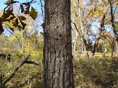 Quercus
