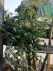 Solanum lycopersicum