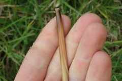 Juncus procerus