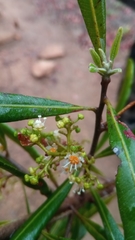 Filicium longifolium