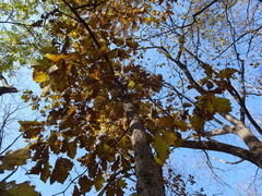 Quercus