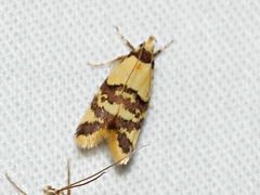 Callithauma callianthes