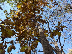 Quercus