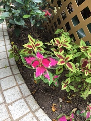 Coleus scutellarioides