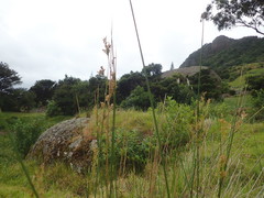 Juncus procerus