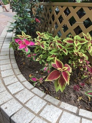 Coleus scutellarioides