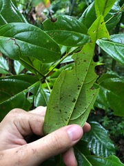 Cordia borinquensis
