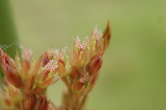 Juncus procerus