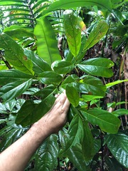 Cordia borinquensis