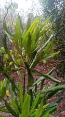 Filicium longifolium