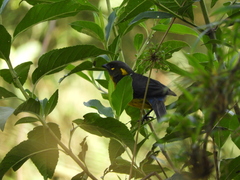 Anisognathus lacrymosus