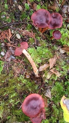 Cortinarius phoeniceus