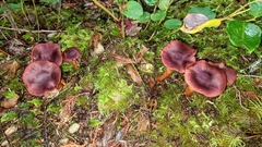 Cortinarius phoeniceus