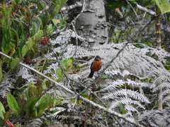 Diglossa brunneiventris