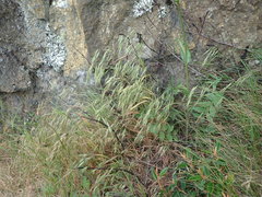 Bromus arenarius