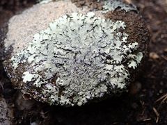 Xanthoparmelia scabrosa