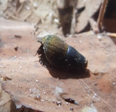Semisulcospira forticosta