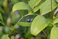Polygonatum