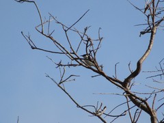 Cissomela pectoralis