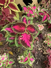 Coleus scutellarioides