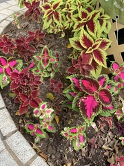 Coleus scutellarioides