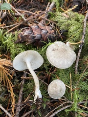 Spodocybe trulliformis