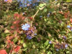 Ceratostigma griffithii