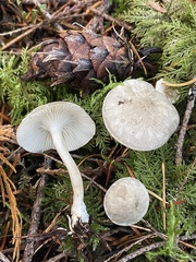 Spodocybe trulliformis