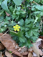 Potentilla