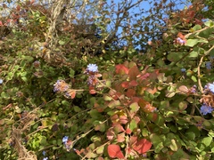 Ceratostigma griffithii