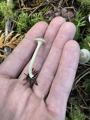 Spodocybe trulliformis