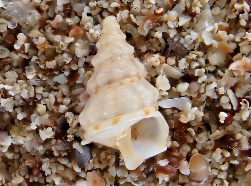 Plesiotrochidae