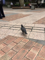 Columba livia domestica