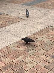 Columba livia domestica